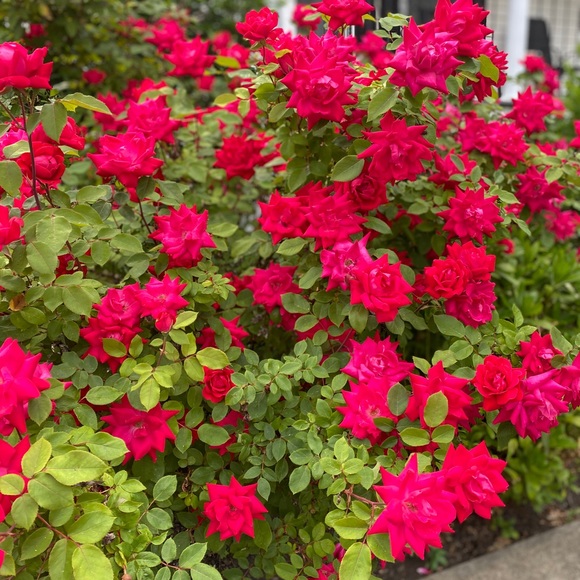 Meet your Posher, Emilie - Picture 3 of 5